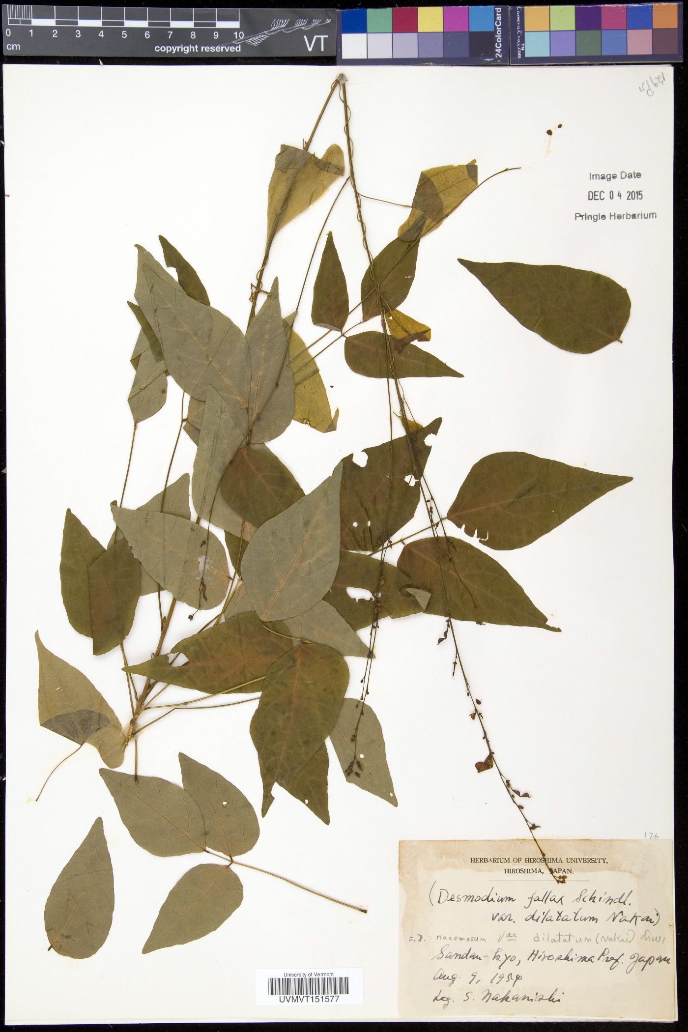 Hylodesmum podocarpum subsp. fallax image