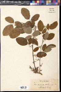 Desmodium umbellatum image