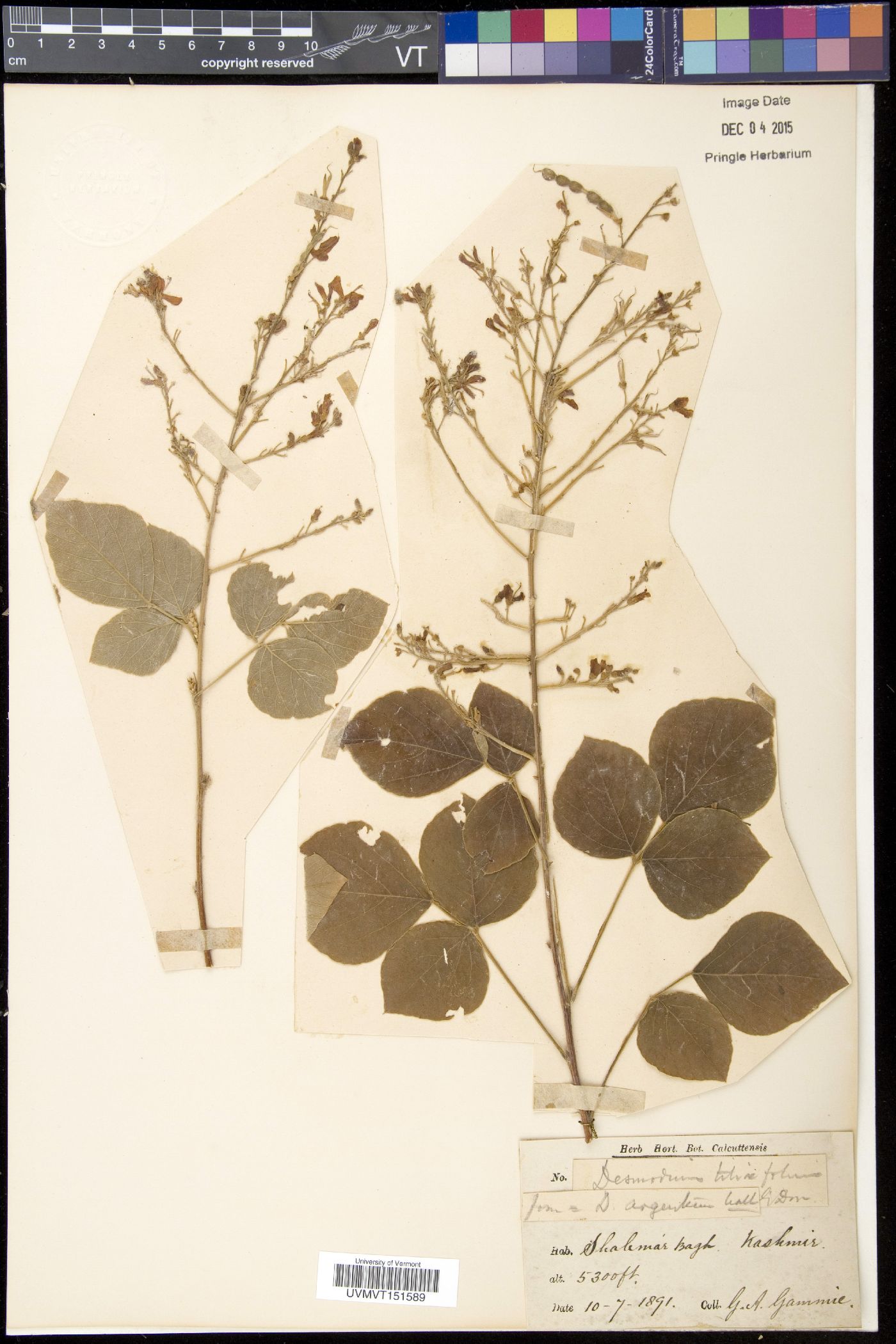 Desmodium tiliifolium image