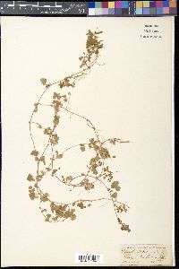 Desmodium triflorum image