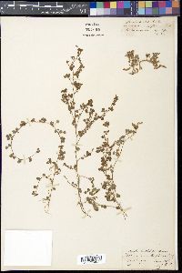 Desmodium triflorum image