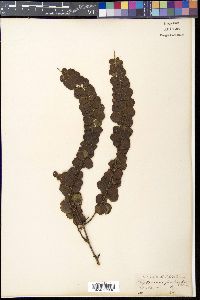 Phyllodium pulchellum image