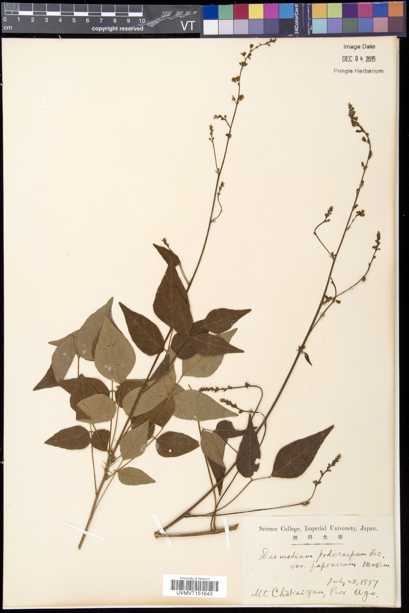 Hylodesmum podocarpum var. japonicum image