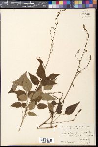 Hylodesmum podocarpum var. japonicum image