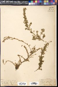 Desmodium parviflorum image