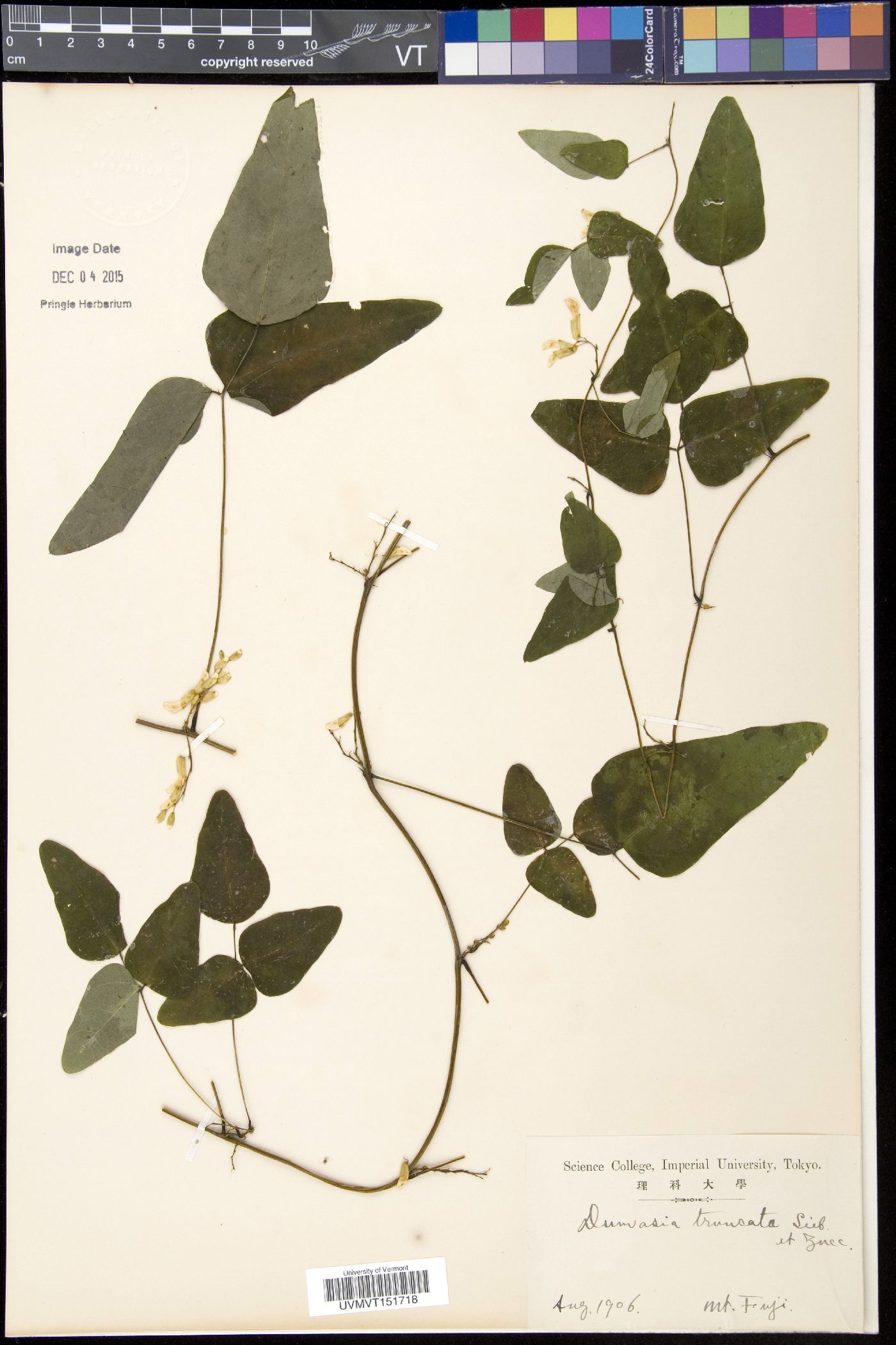 Dumasia truncata image