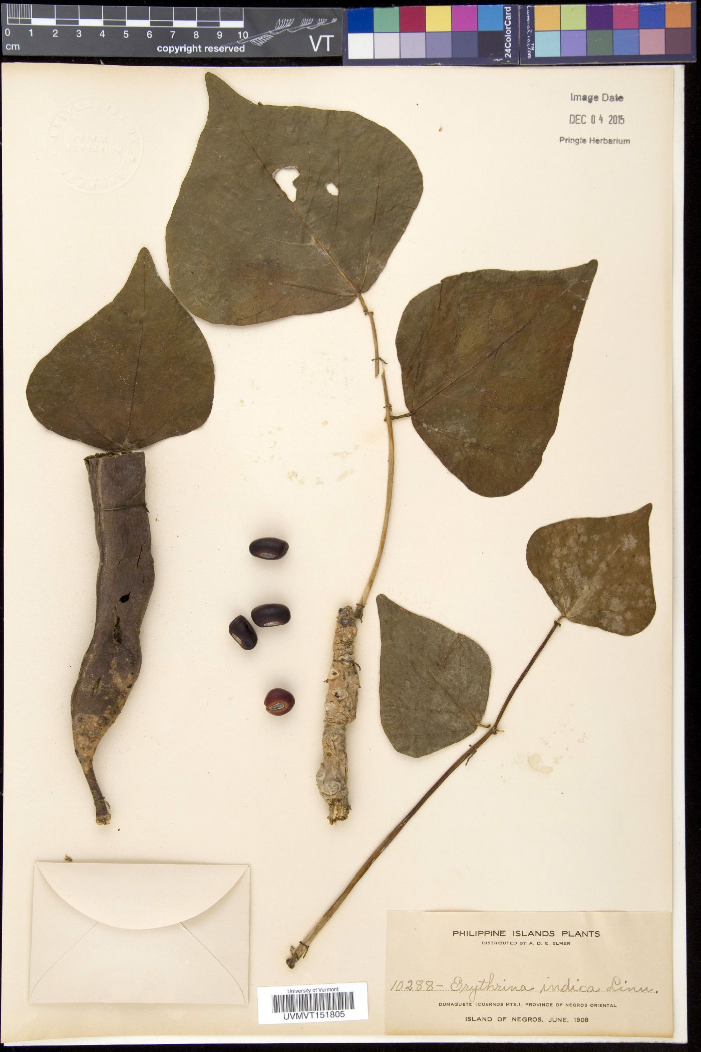 Erythrina indica image