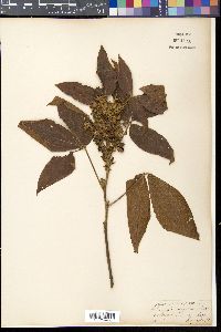 Flemingia macrophylla image