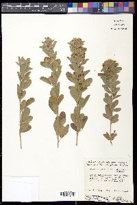 Lespedeza capitata image