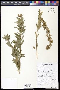 Lespedeza capitata image