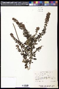 Lespedeza intermedia image