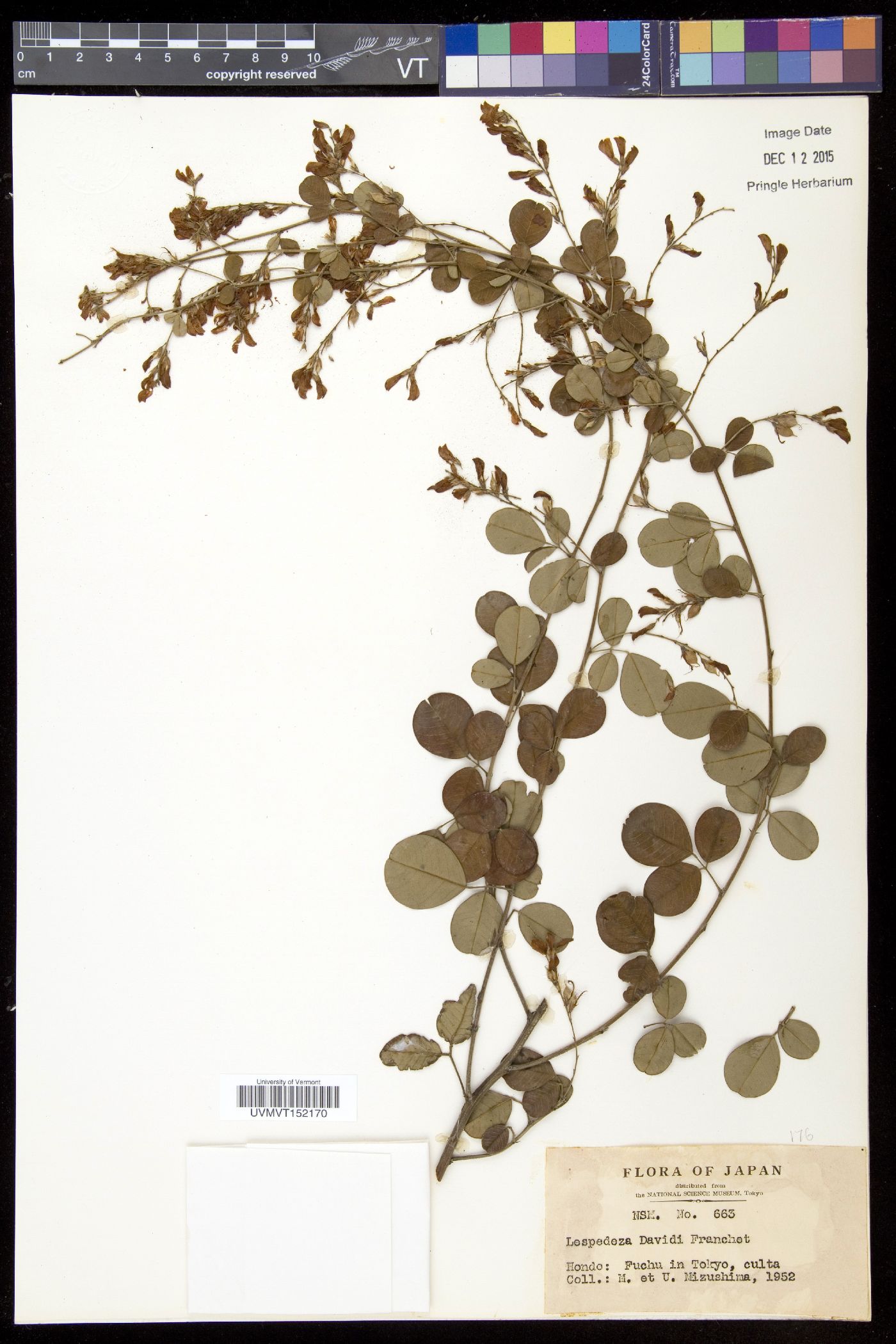 Lespedeza davidii image