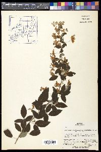 Lespedeza bicolor image