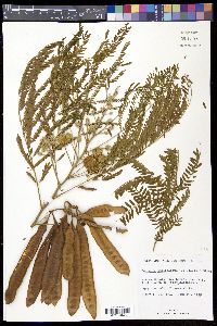 Leucaena latisiliqua image