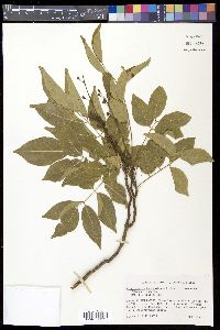 Lonchocarpus benthamianus image