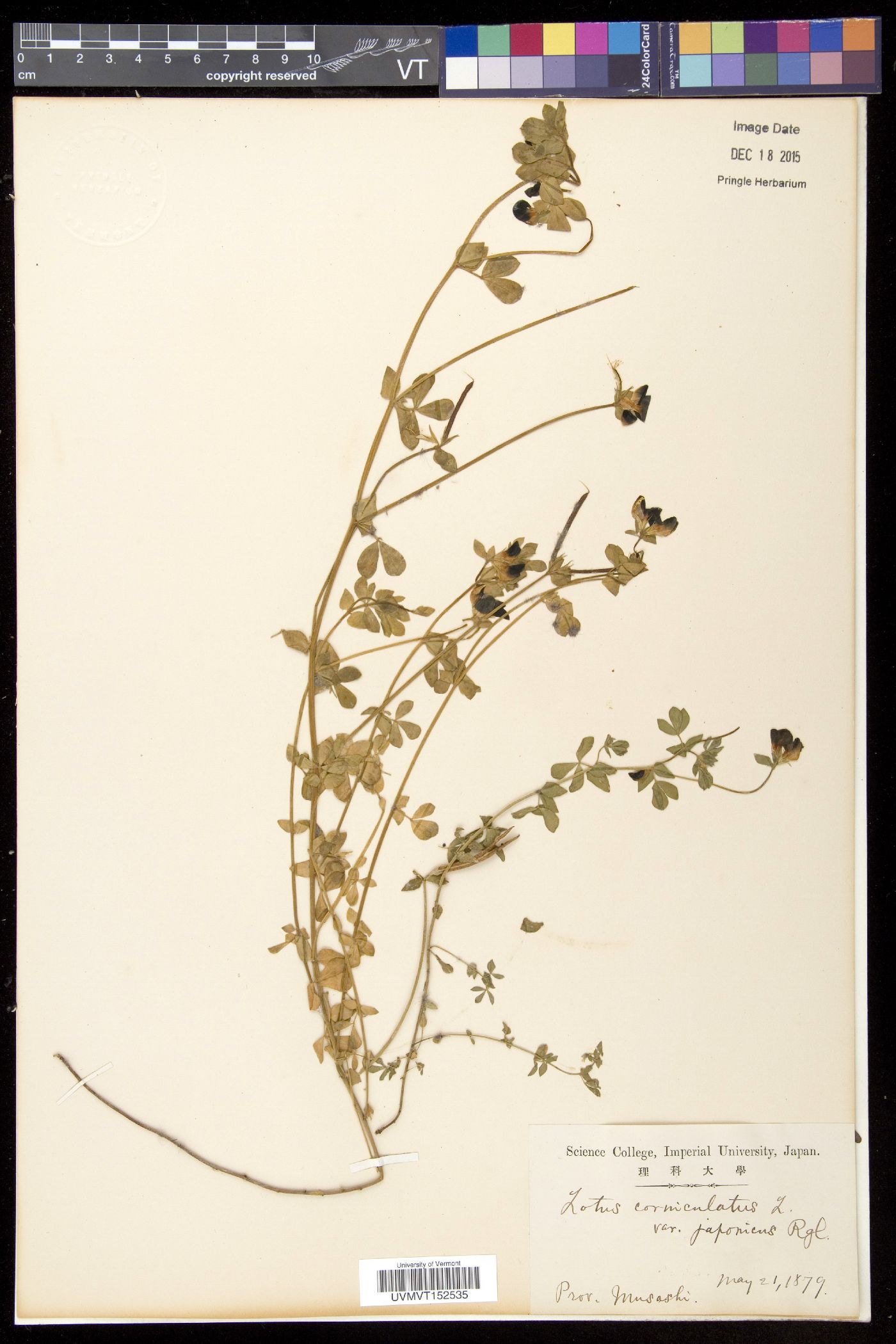 Lotus corniculatus var. japonicus image