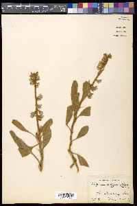 Lupinus diffusus image