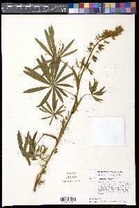 Lupinus montanus image