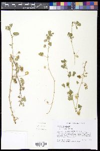 Medicago polymorpha image