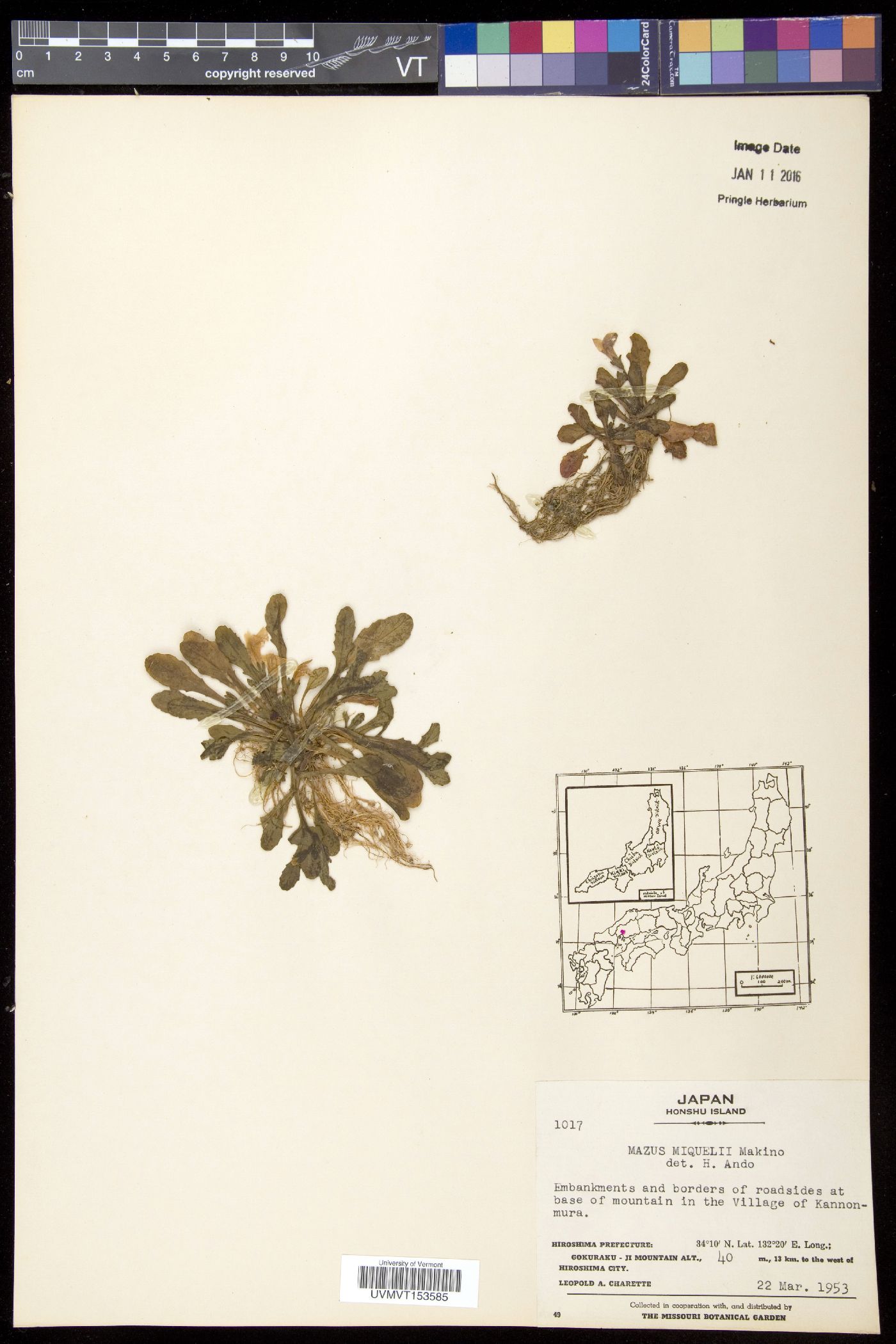Mazus miquelii image