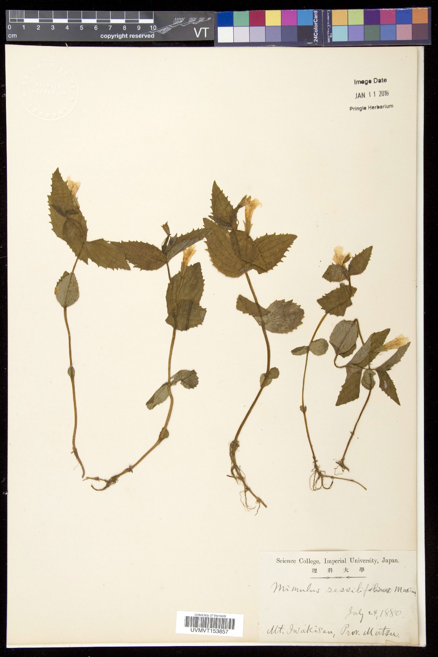Erythranthe sessilifolia image