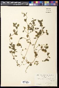 Erythranthe nepalensis image