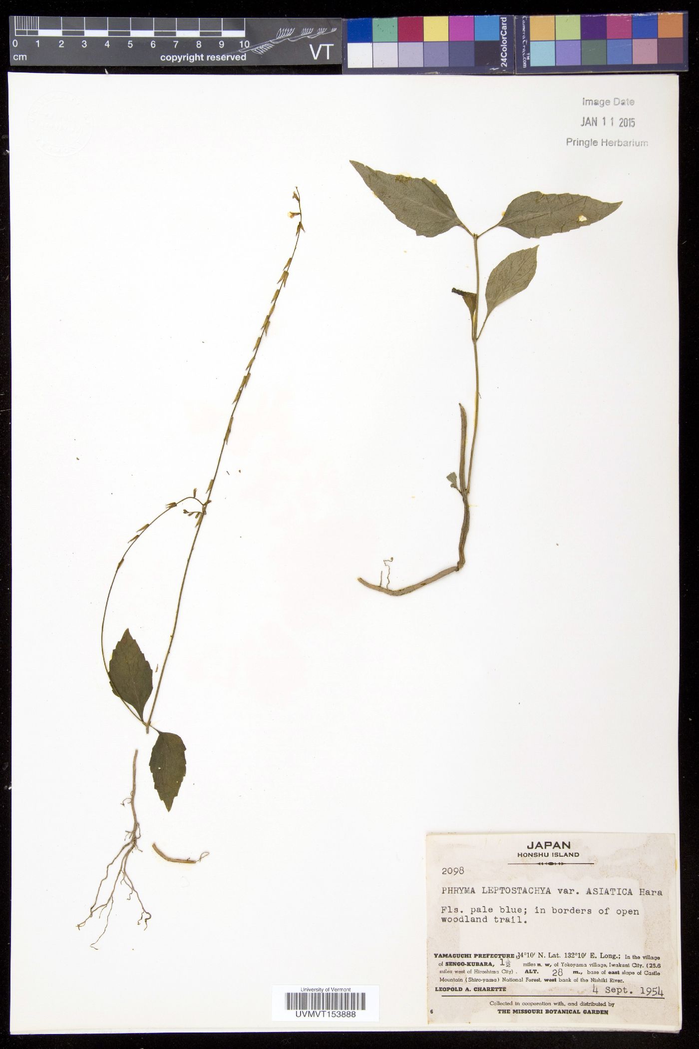 Phryma leptostachya var. oblongifolia image