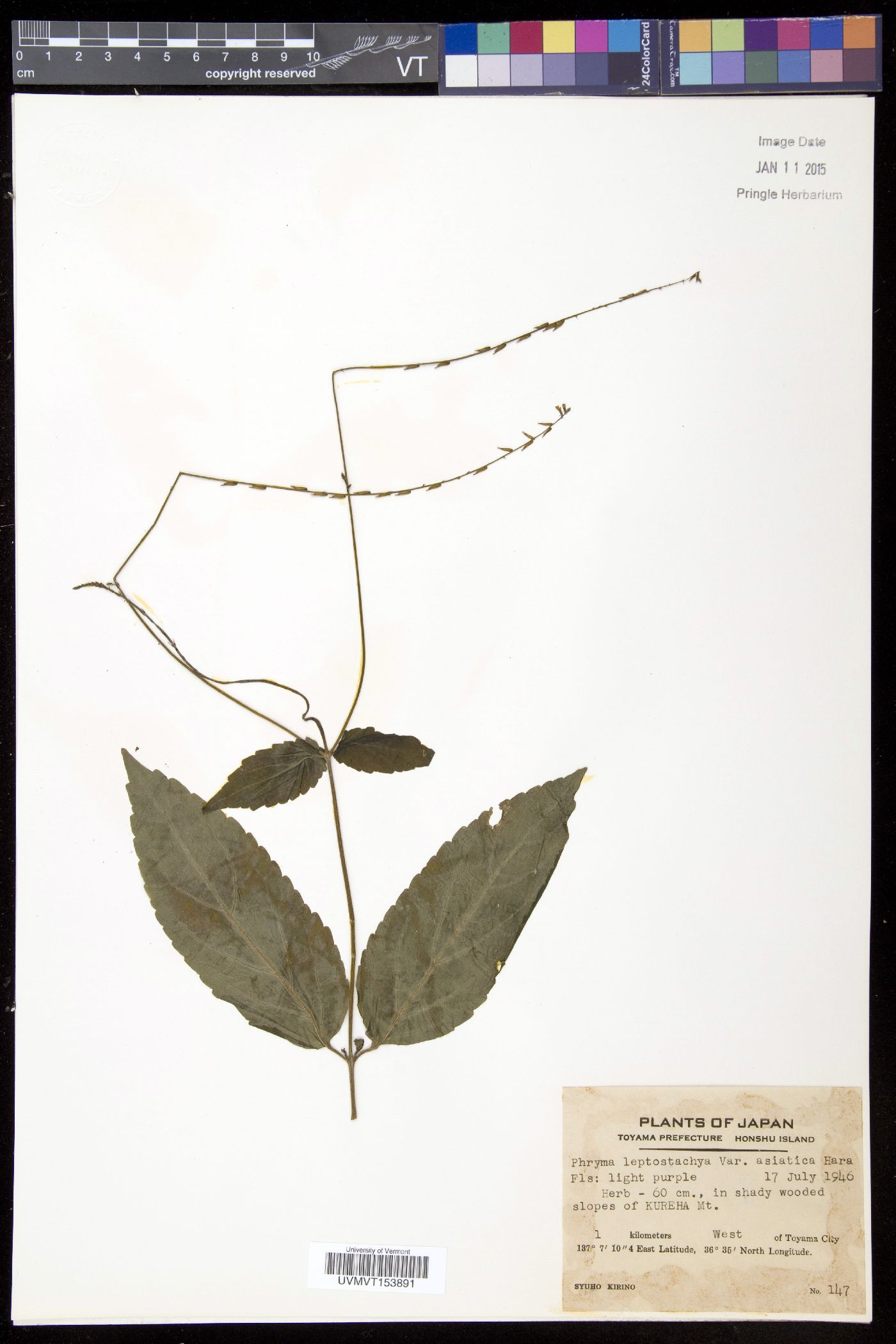 Phryma leptostachya var. oblongifolia image