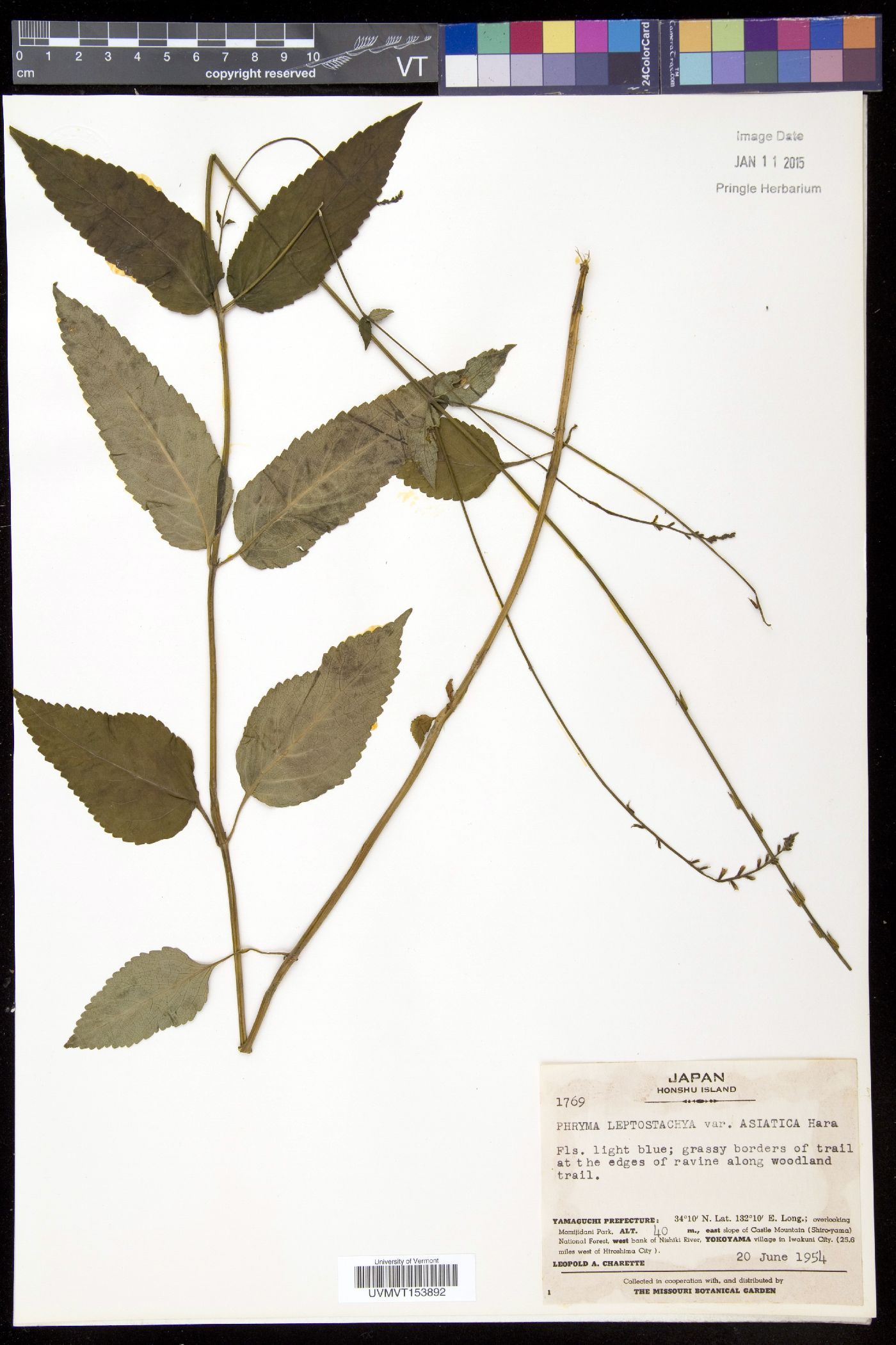 Phryma leptostachya var. oblongifolia image