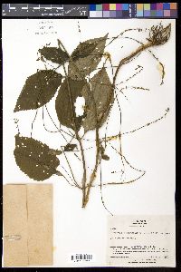 Phryma leptostachya var. asiatica image
