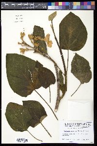 Paulownia tomentosa image