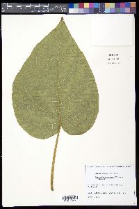 Paulownia tomentosa image