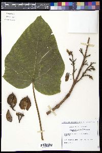 Paulownia tomentosa image