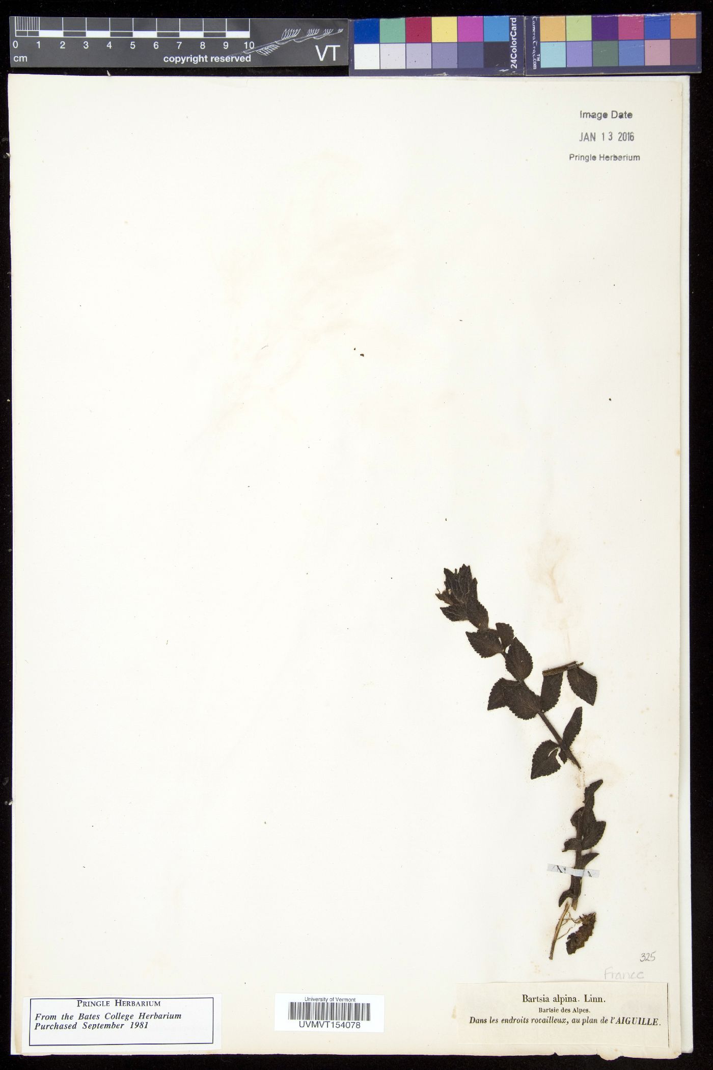 Bartsia image