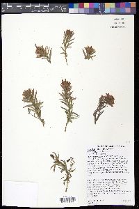 Castilleja affinis var. affinis image