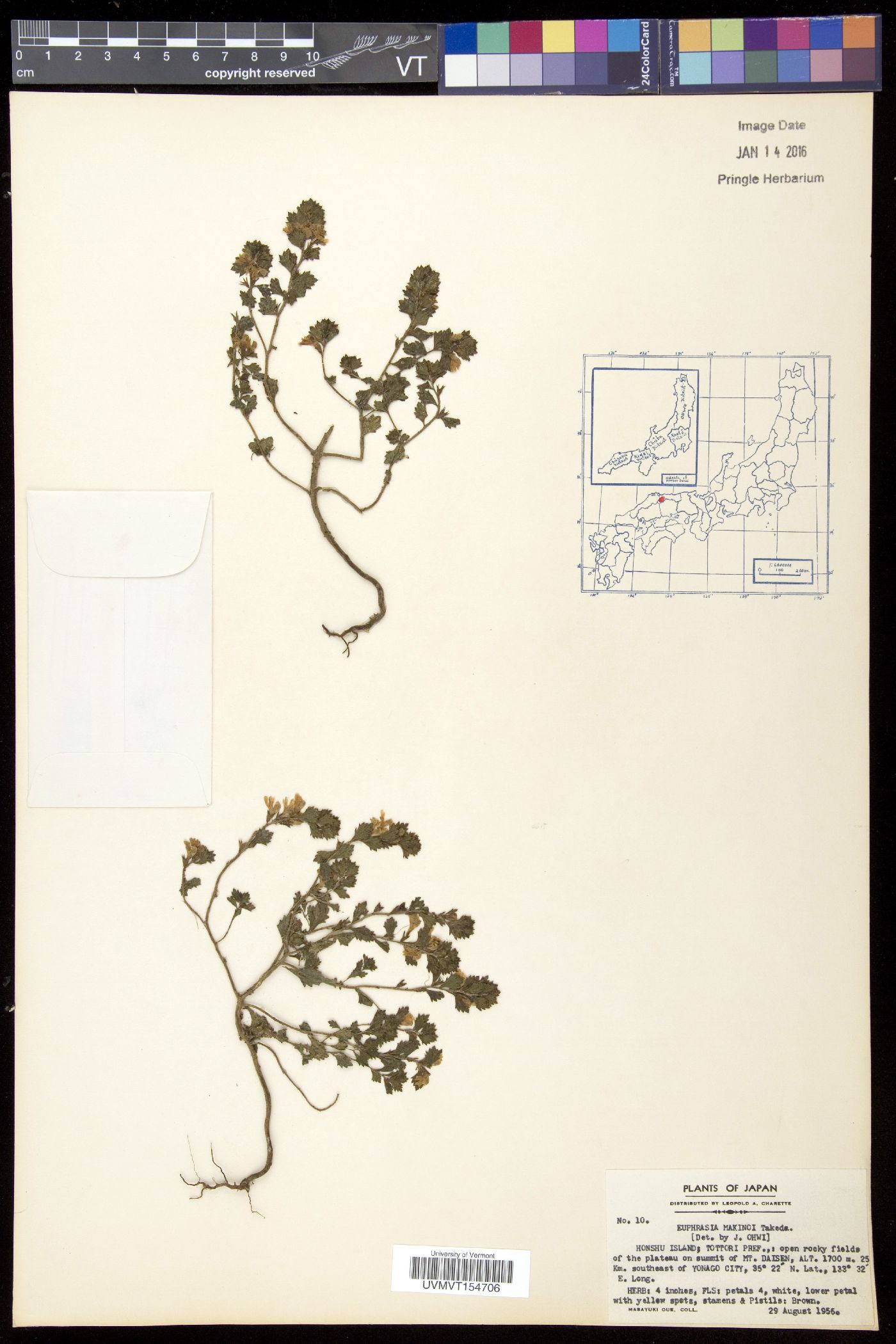 Euphrasia insignis image