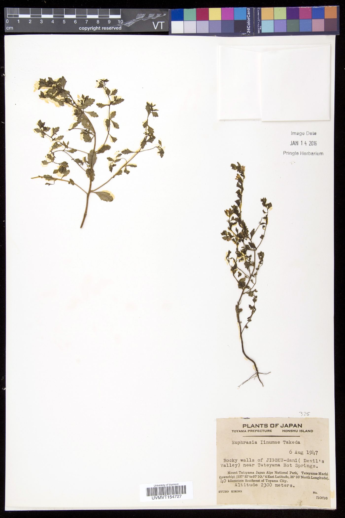 Euphrasia insignis subsp. iinumae image