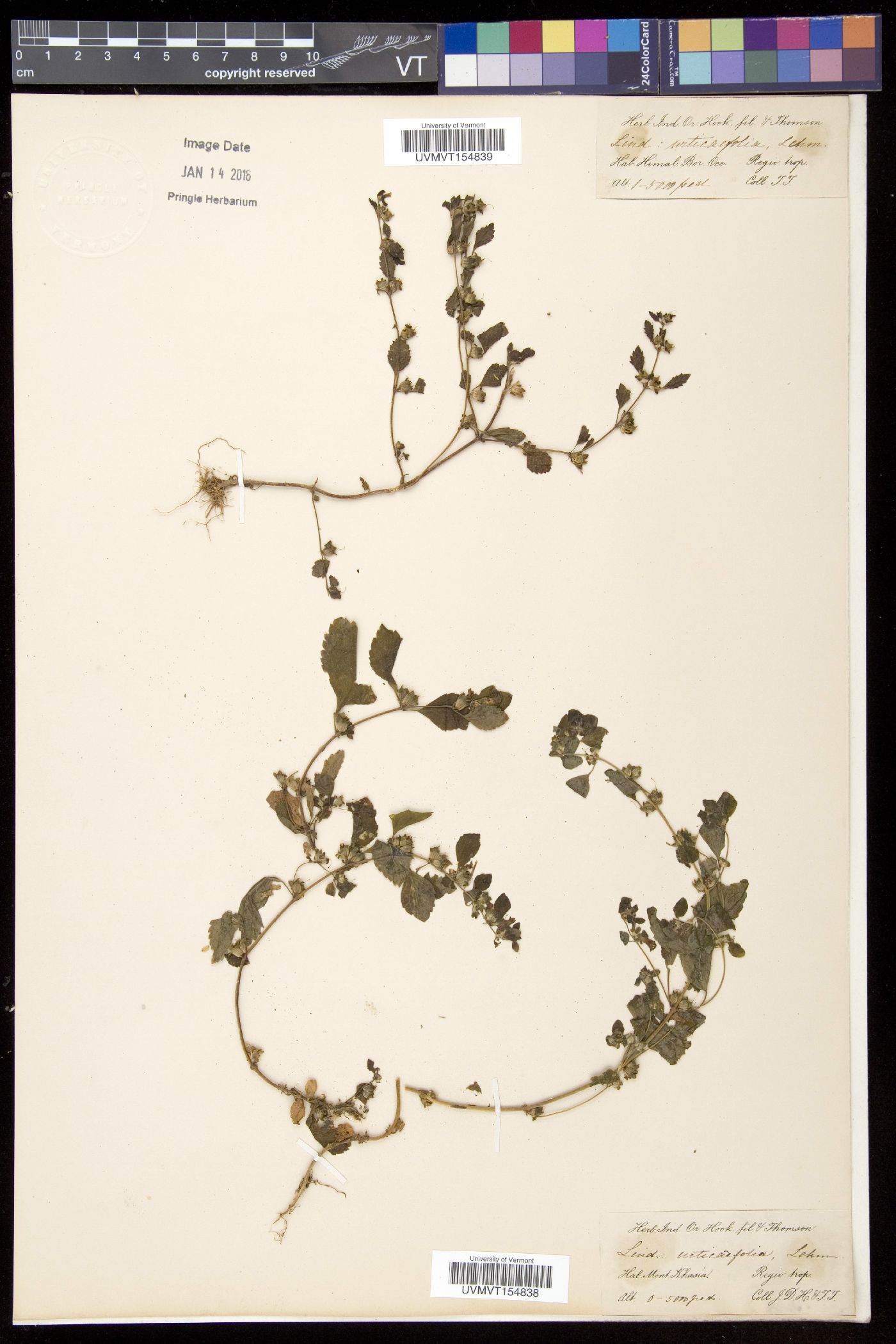 Lindenbergia urticifolia image
