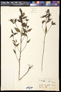 Melampyrum roseum image