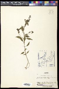 Melampyrum roseum image