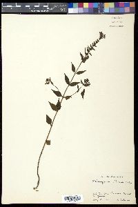 Image of Melampyrum roseum