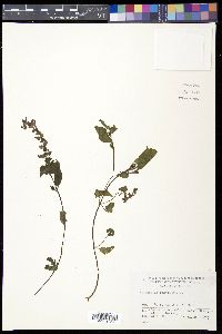 Melampyrum roseum image