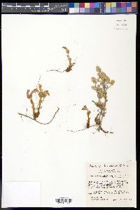 Orobanche fasciculata image