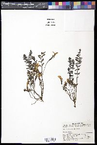 Image of Pedicularis artselaeri