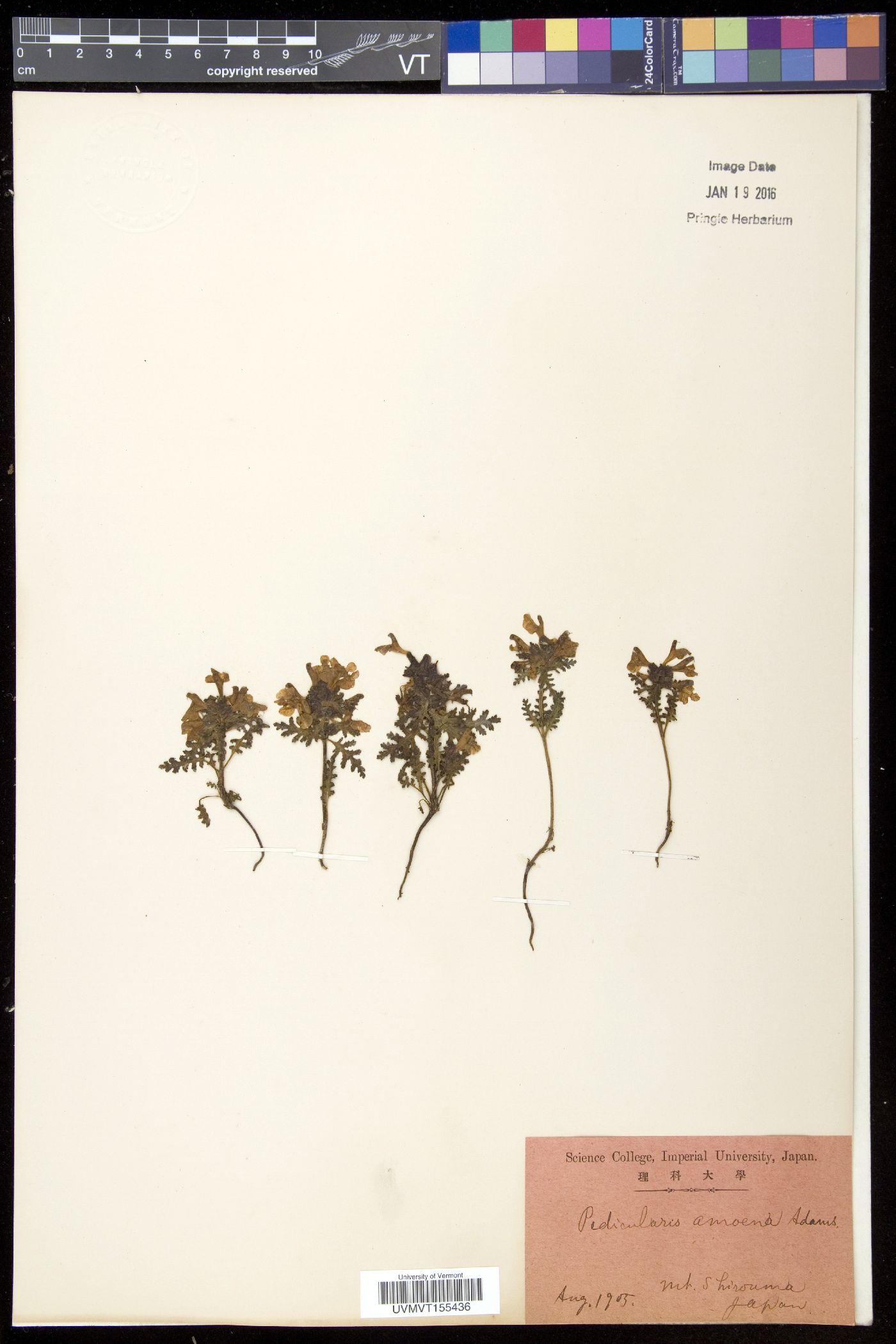 Pedicularis amoena image