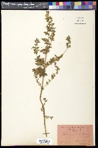 Phtheirospermum japonicum image