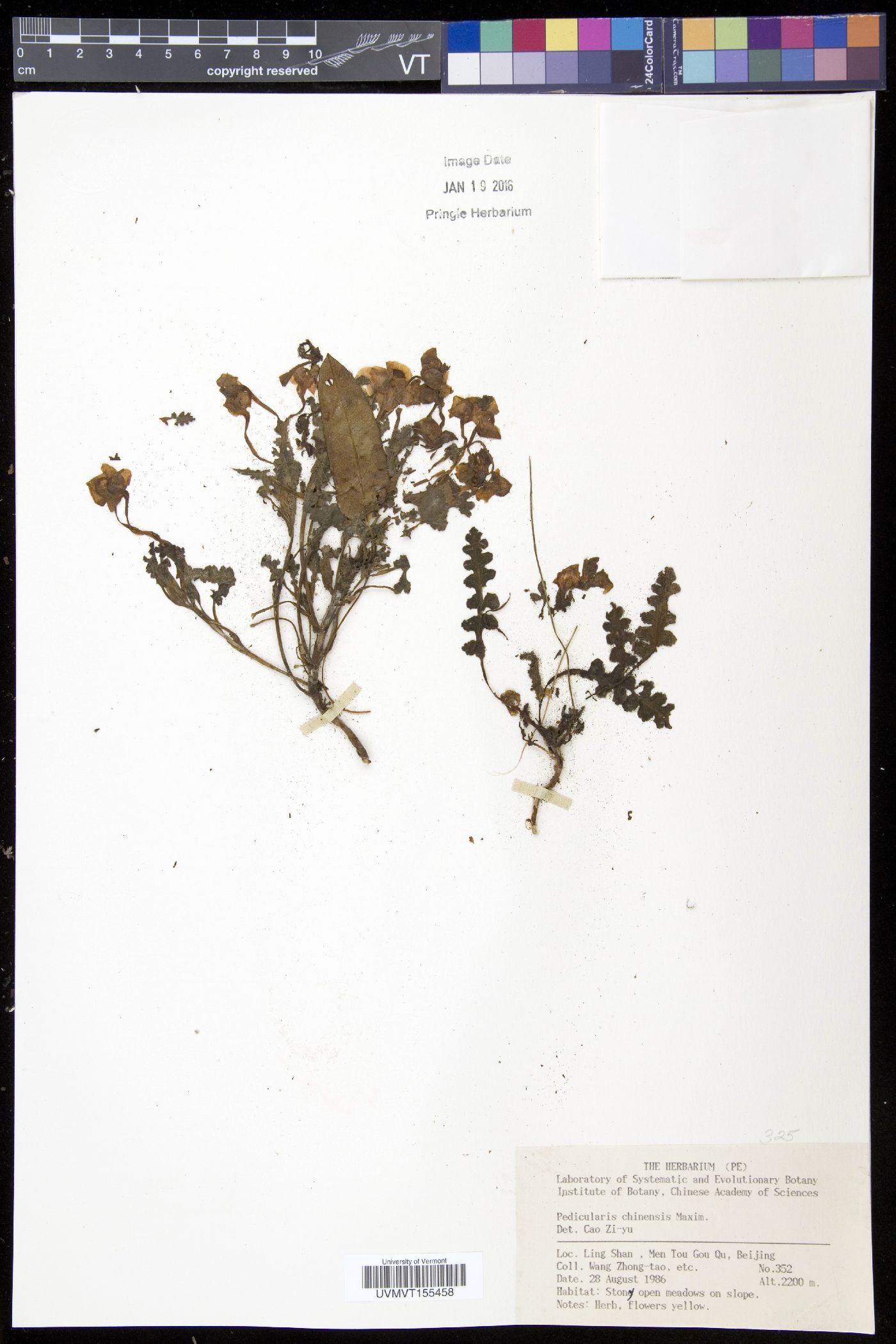 Pedicularis chinensis image