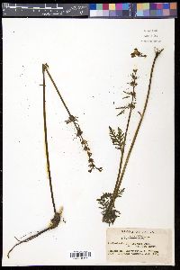 Pedicularis chamissonis image