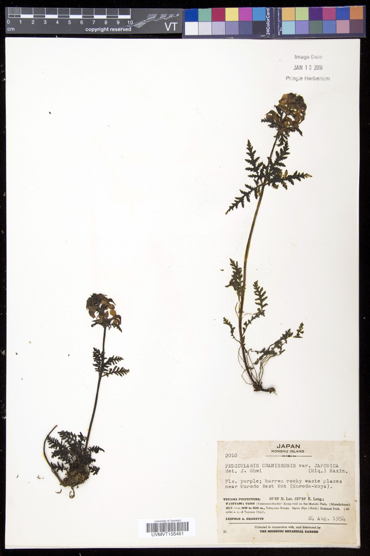 Pedicularis chamissonis var. japonica image