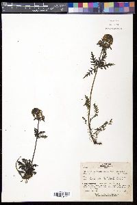 Pedicularis chamissonis image